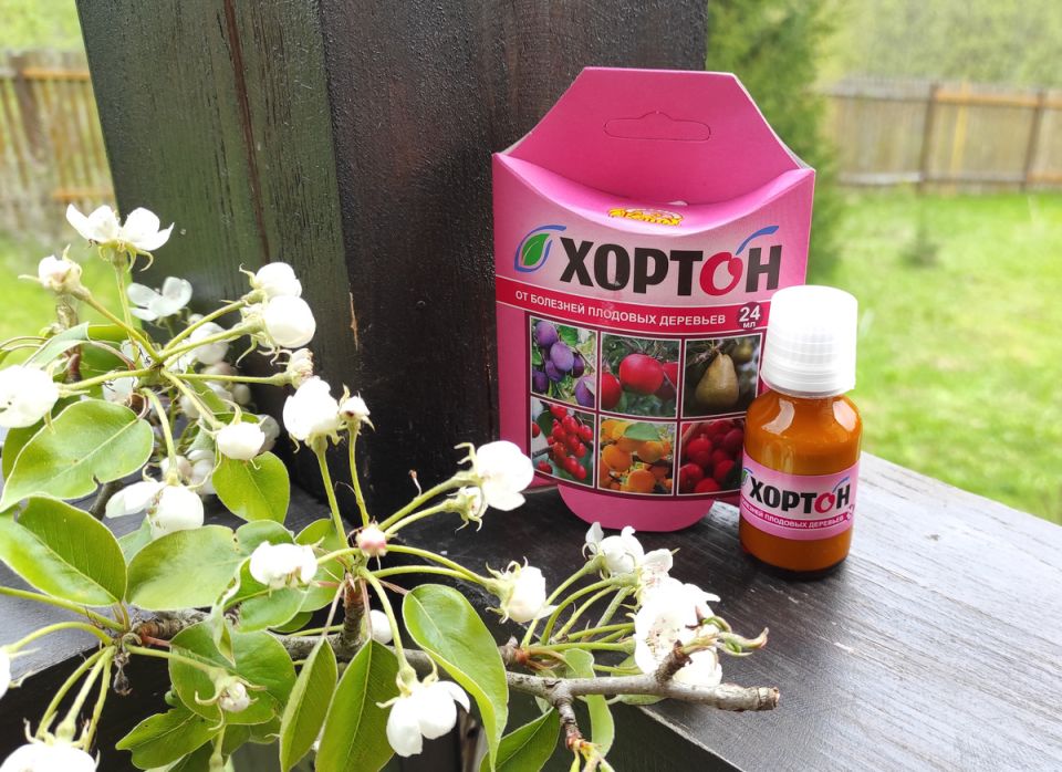 Как фунгицид помог спасти вишню от монилиоза