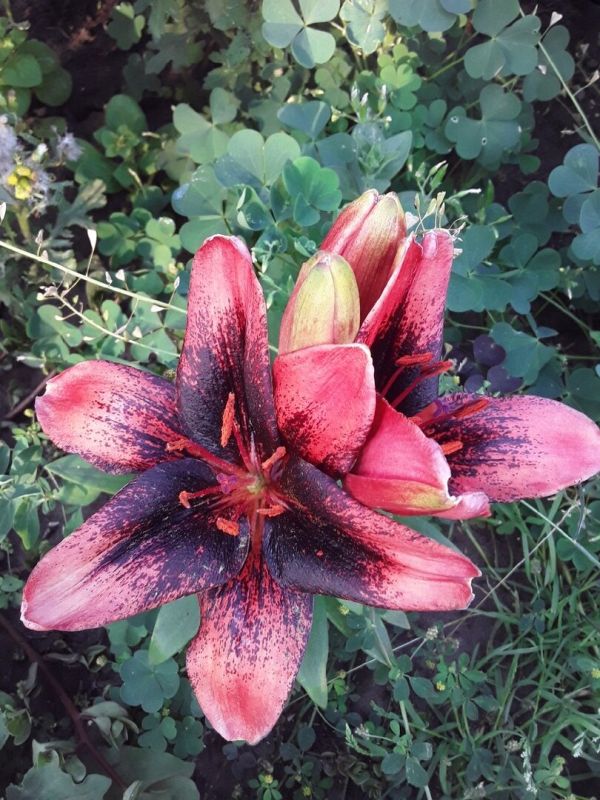 Пересадка лилии в августе