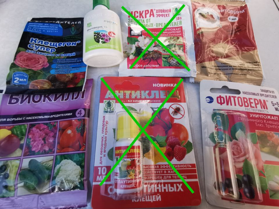 Как побороть паутинного клеща: три ключевых условия для успешного применения препарата «1:100»