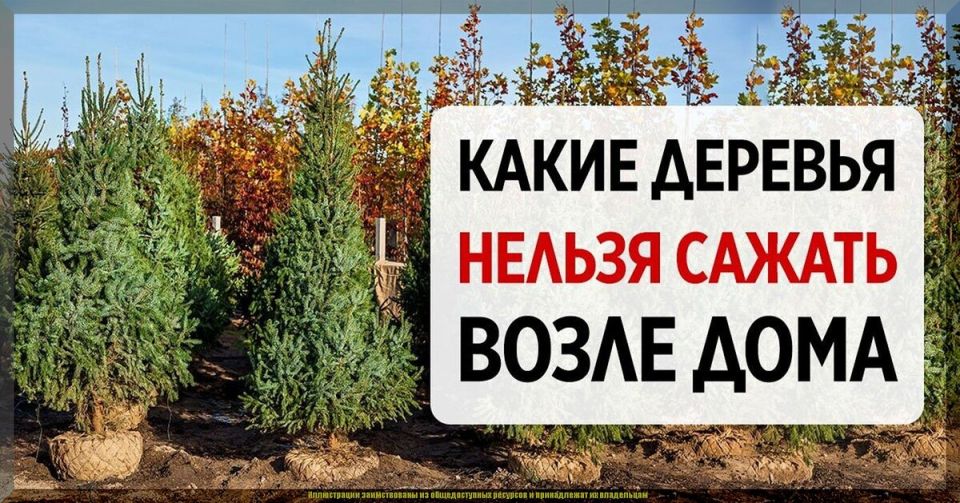 Садовые ошибки: какие деревья лучше избегать на вашем участке