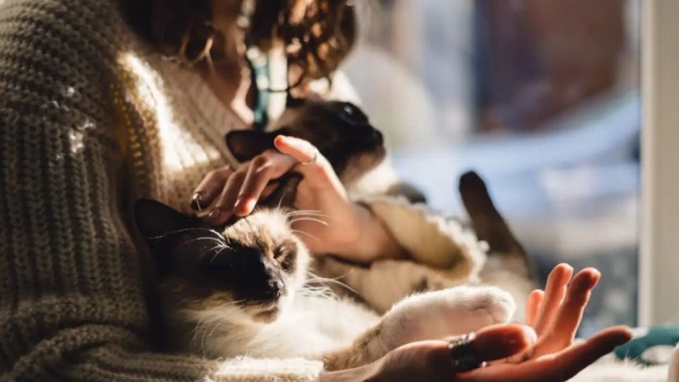 ����������� ��������: ����� ��������������� ������� ��� ������ �������� ��������