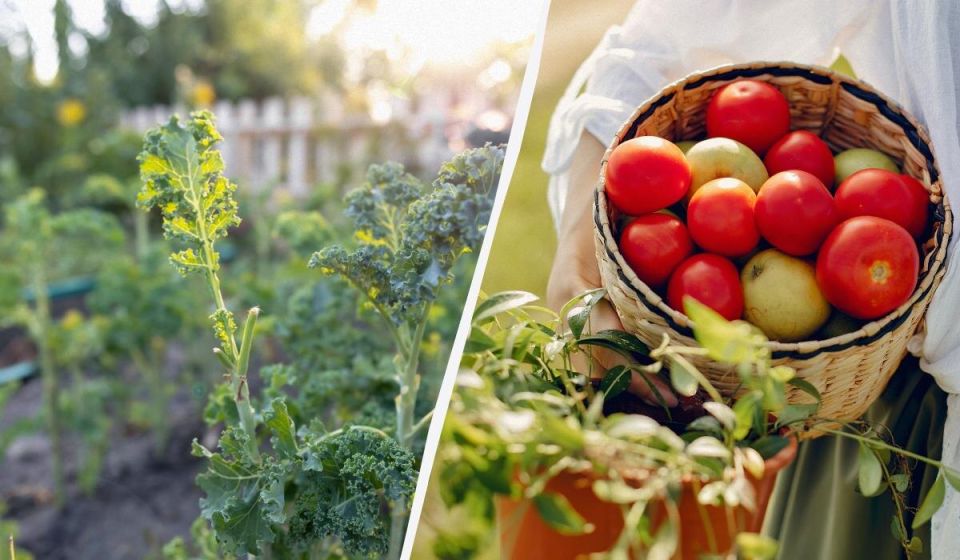 Чего избегать в соседстве с помидорами: советы для огородников