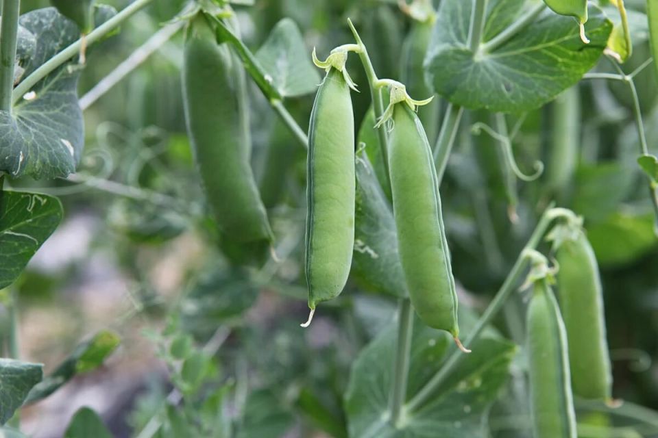 �����: ������ �� �������� ��� ��������� ������