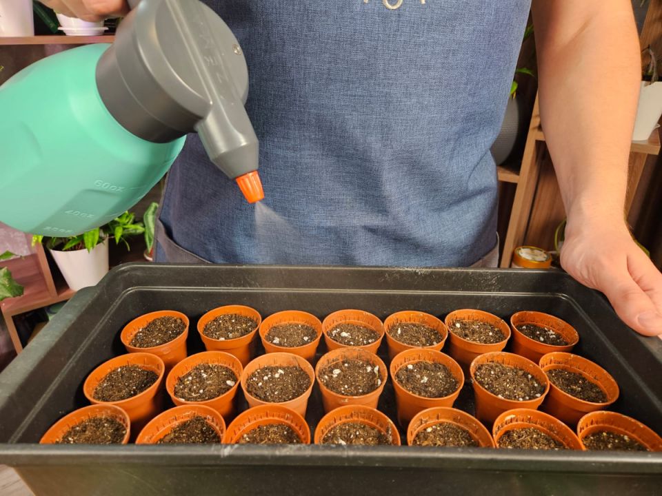 Мелочи, которые дачники упускают, а зря: как сохранить рассаду и увеличить урожай