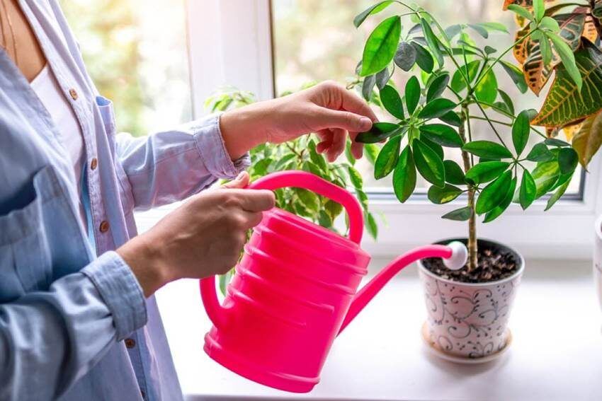 Как поливать комнатные растения: учимся избегать ошибок