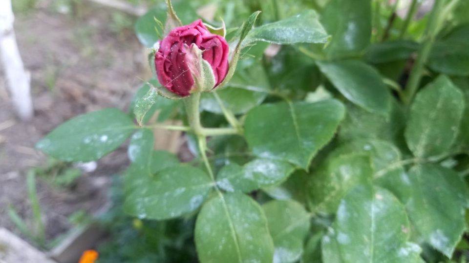 Как быстро подготовить розы к заморозкам: советы и секреты