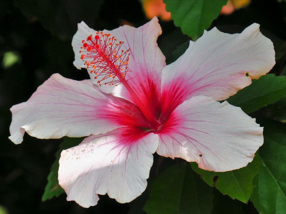 ������� �������� ������� ��������� ����: ��� ������� �������� ������