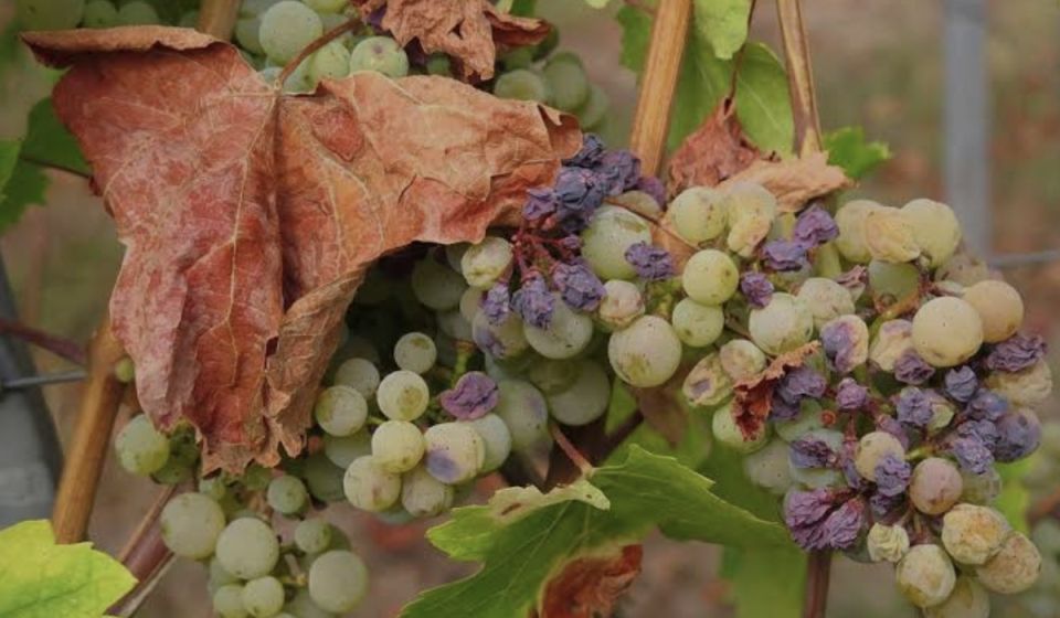 Заболевания винограда и эффективные методы их устранения