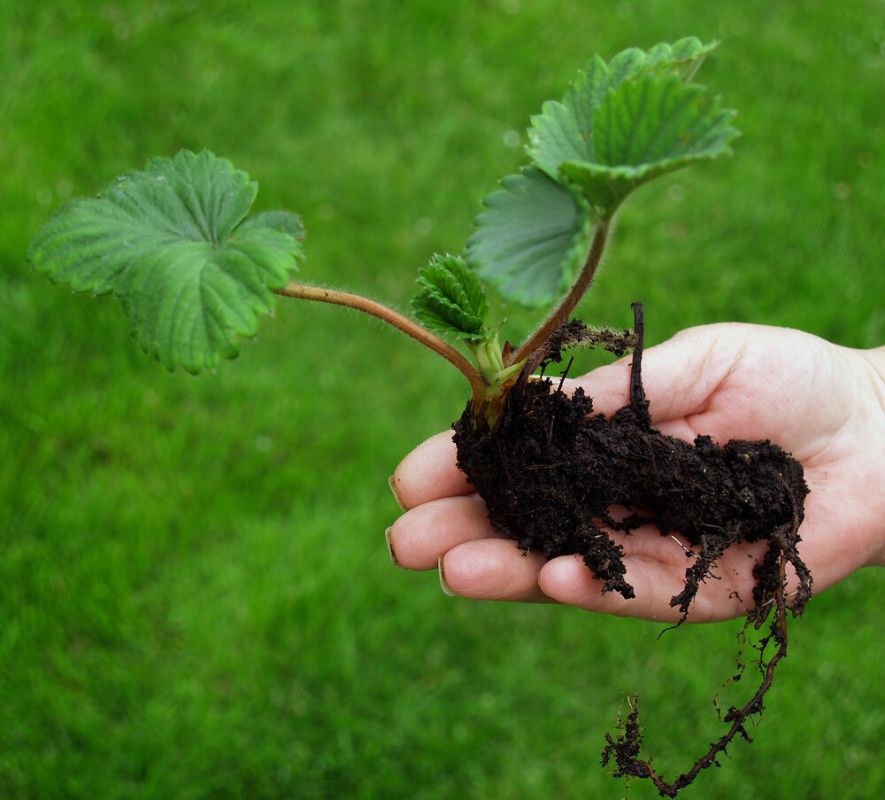 Как размножить садовую землянику: секреты усов и рожков